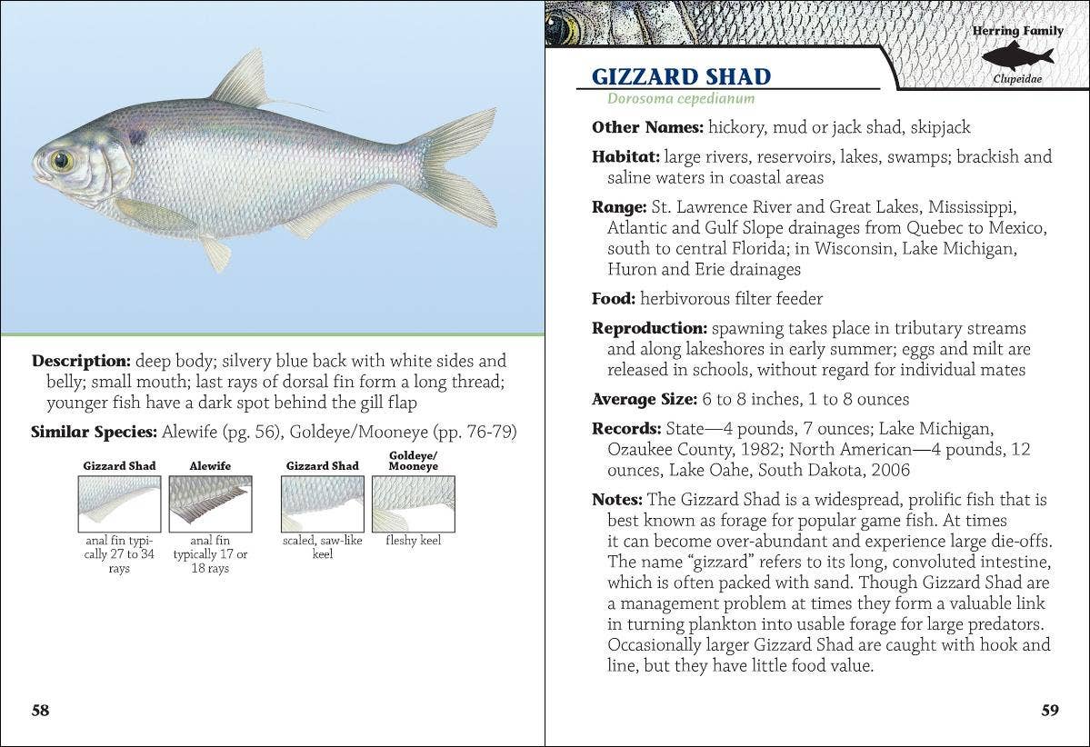 Fish of Wisconsin Field Guide