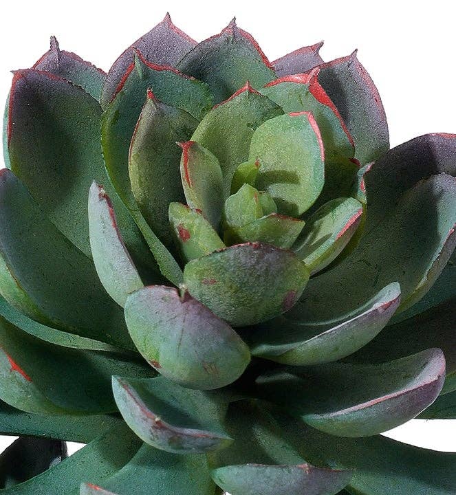 Triple Succulent Plant