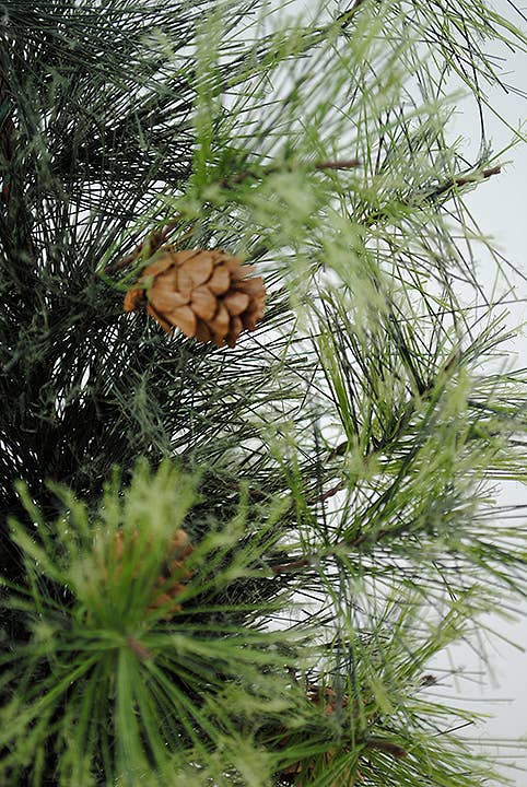Artificial Smokey Mountain Tabletop Tree - 18" H