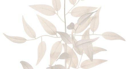 Ruscus Leaf Spray