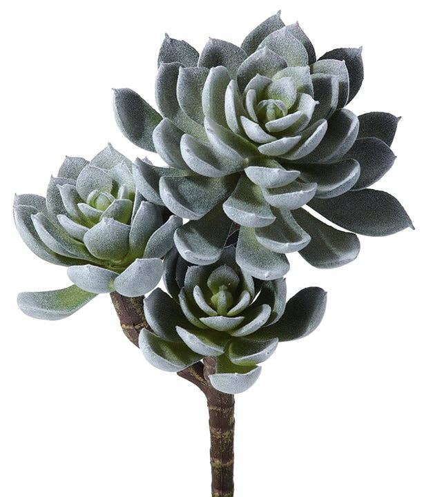 Triple Succulent Plant