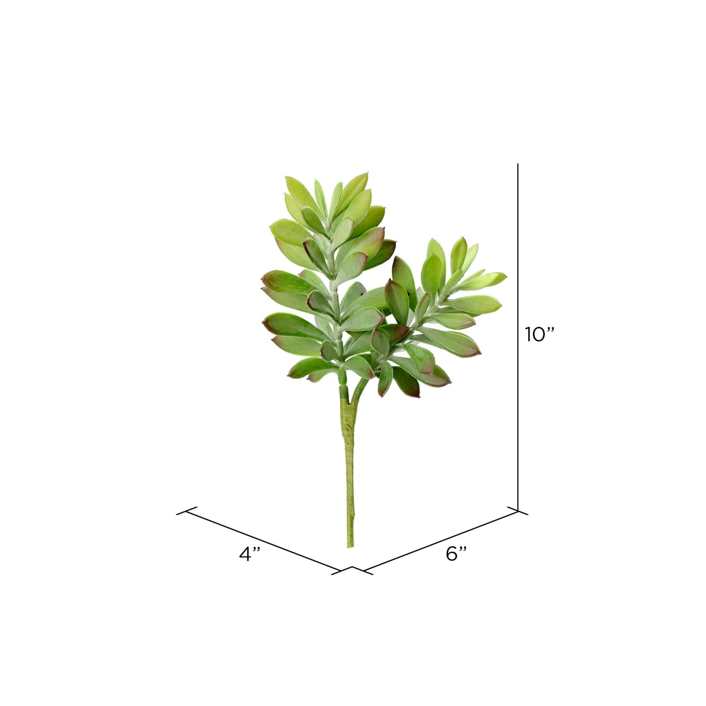 Green Crassula Tetragona Pick