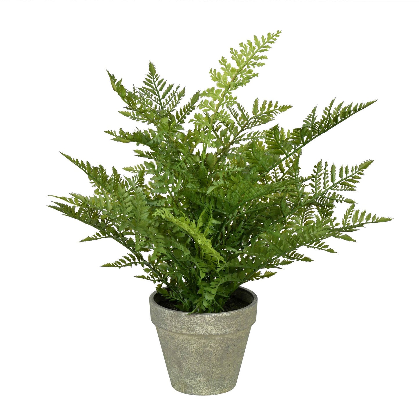 Potted Fern