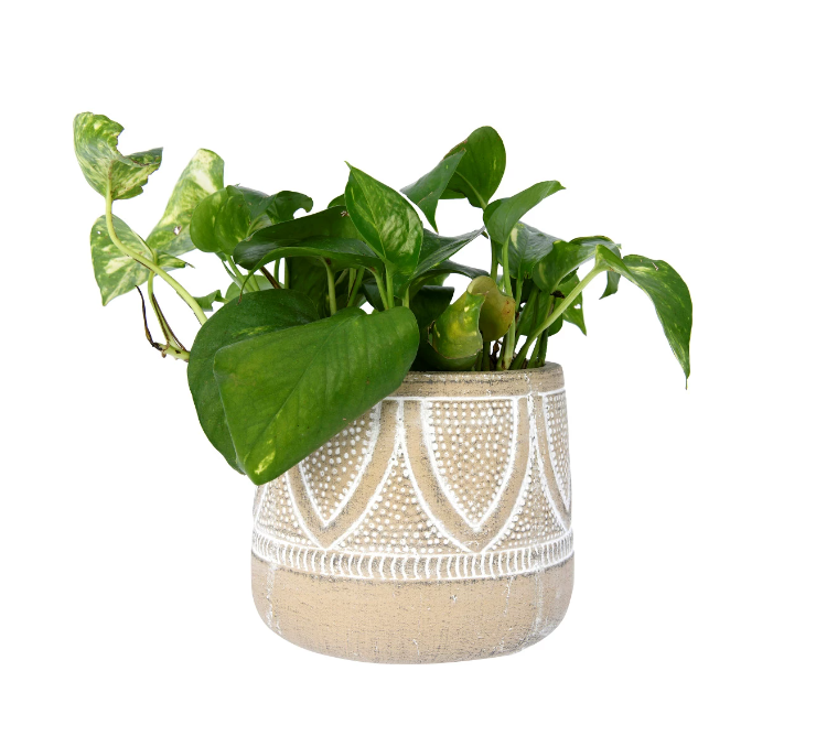 Embossed Terracotta Planter with Whitewash Finish