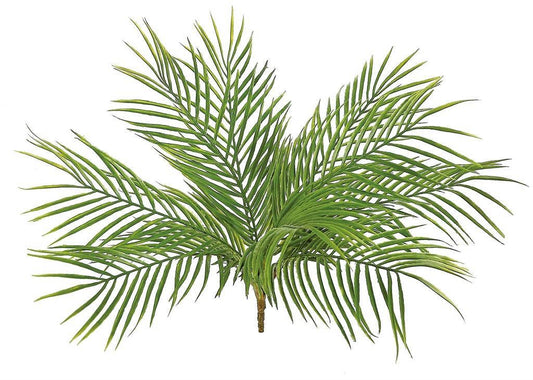 Palm Plant
