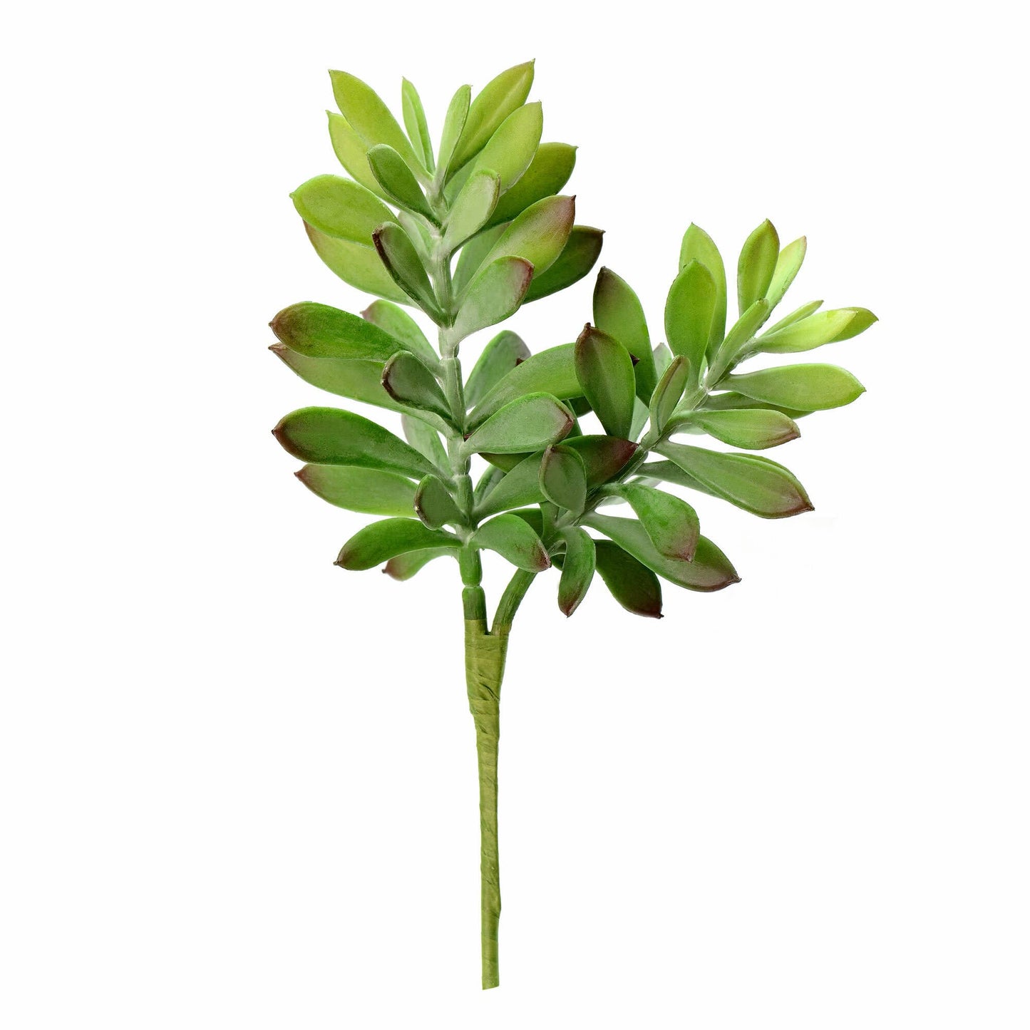 Green Crassula Tetragona Pick