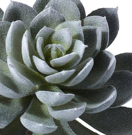 Triple Succulent Plant