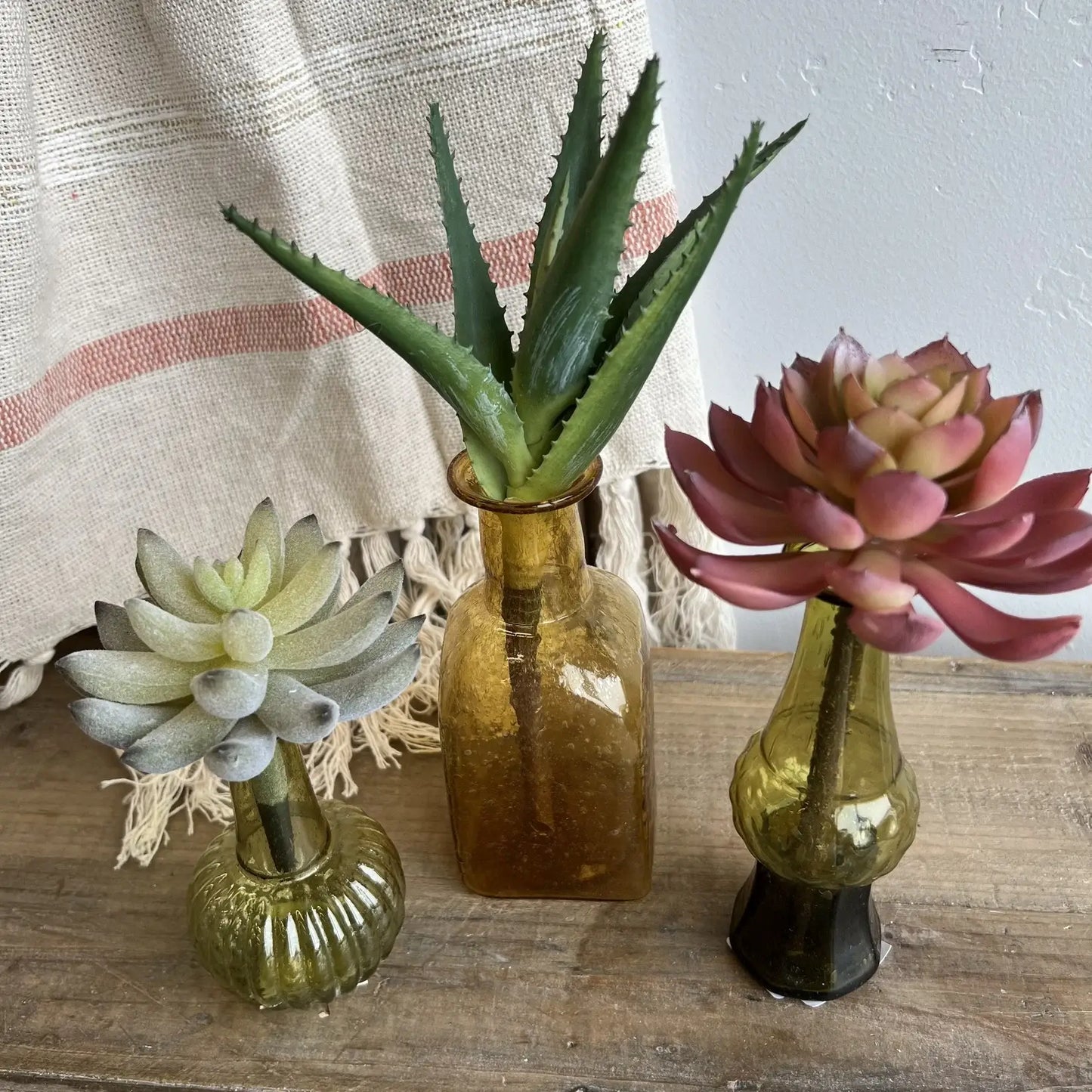 Agave Succulent Plant