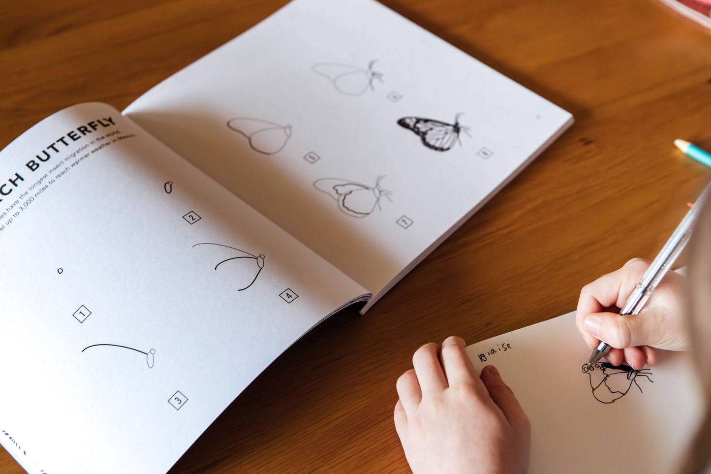 How to Draw Bugs for Kids
