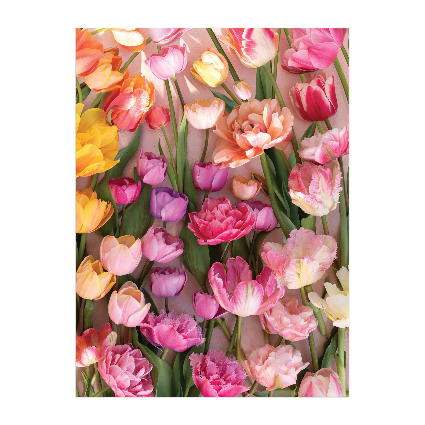 Tulips 1000 Piece Puzzle