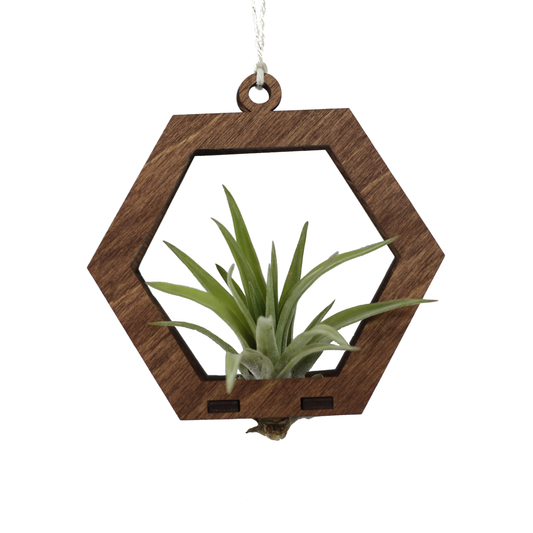 Mini Air Plant Hanger