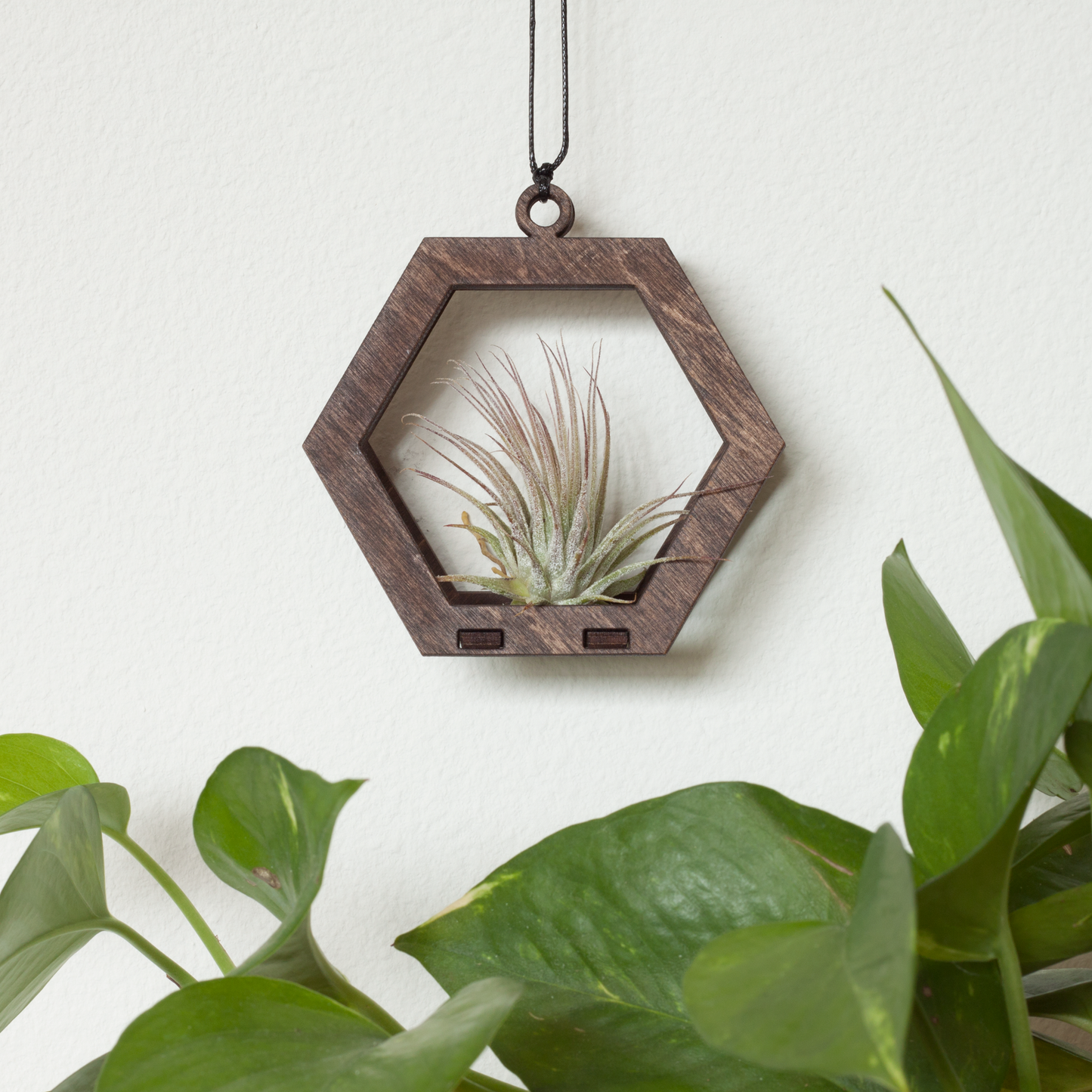 Mini Air Plant Hanger