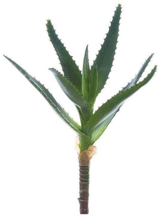 Agave Succulent Plant