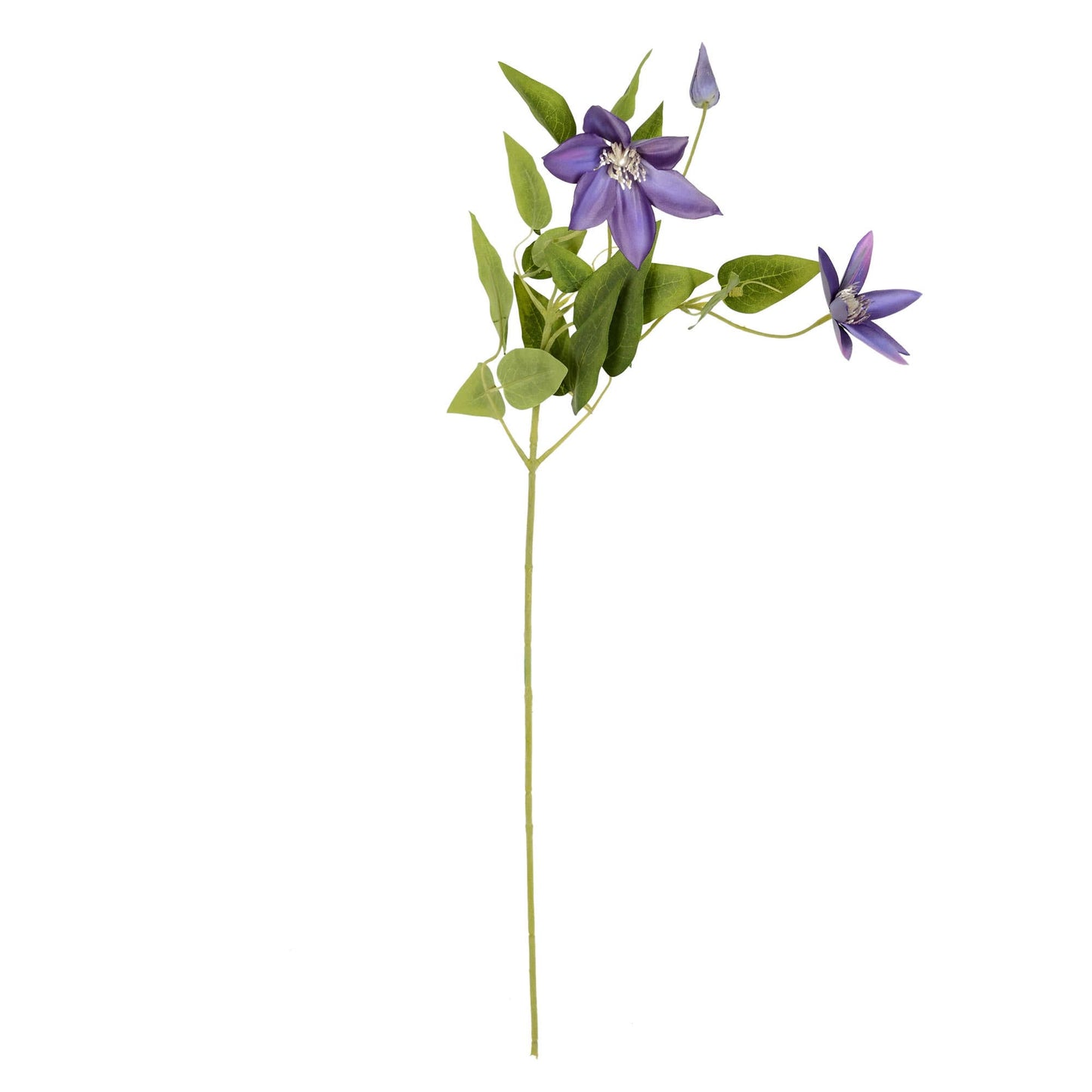 Clematis Stem