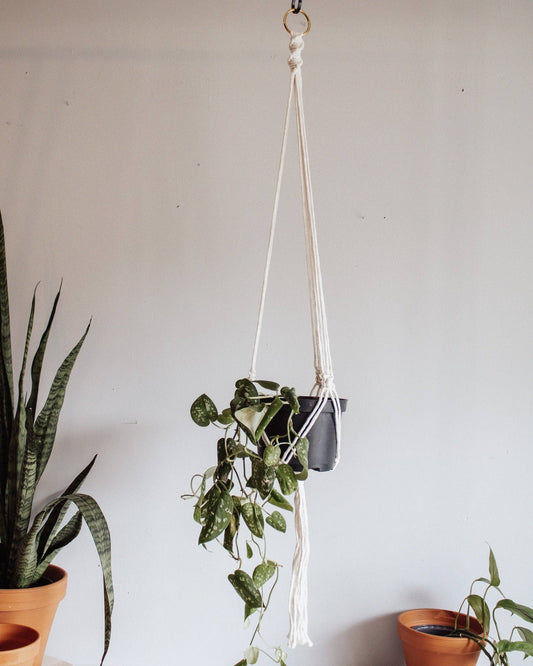 Plant Hanger