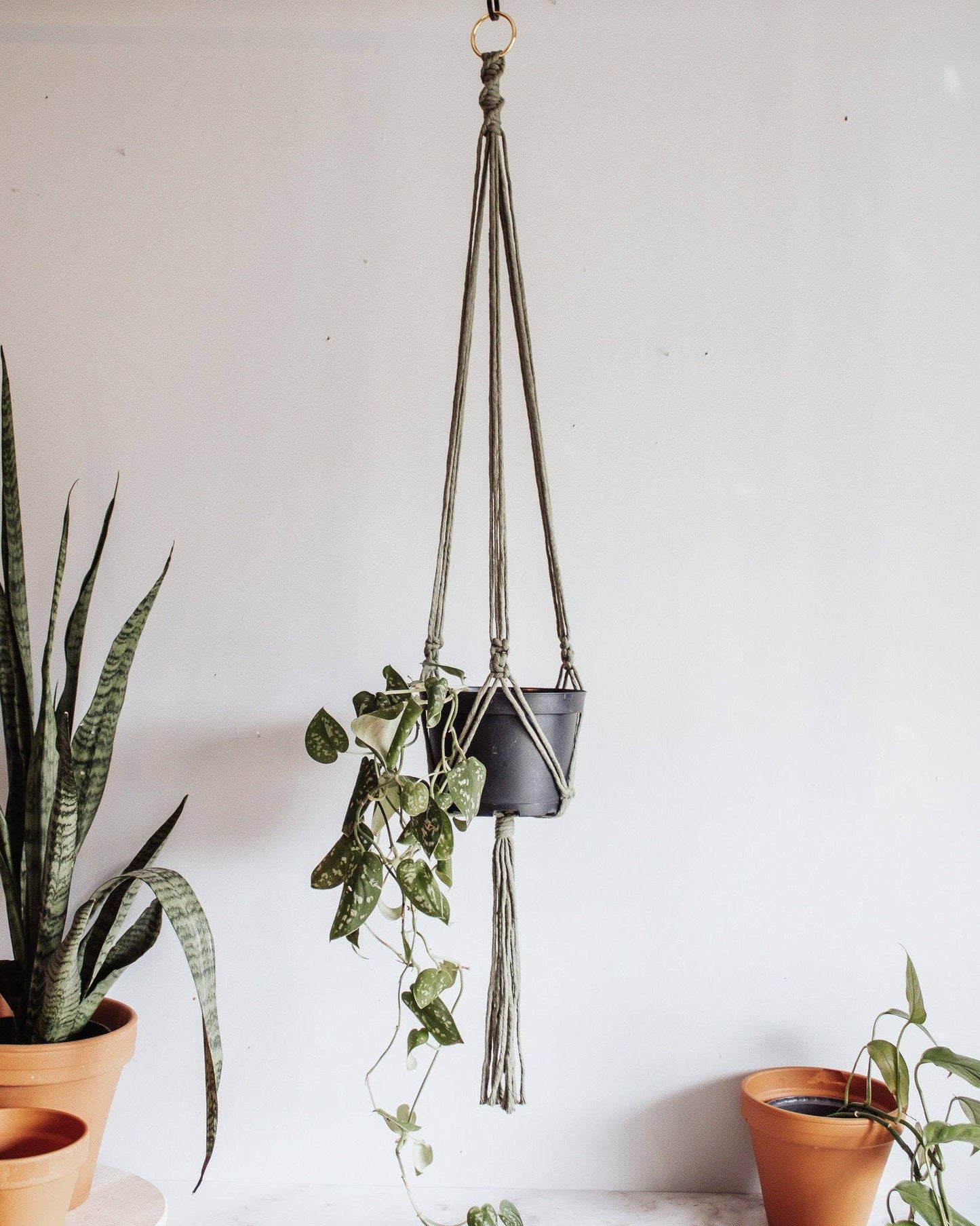 Plant Hanger