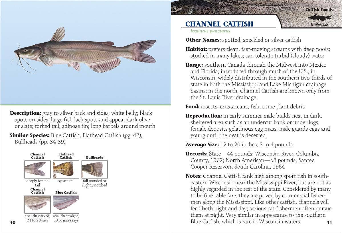 Fish of Wisconsin Field Guide