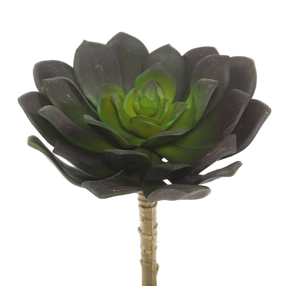 Echeveria Pick