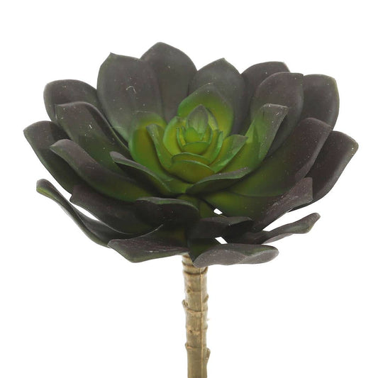 Echeveria Pick