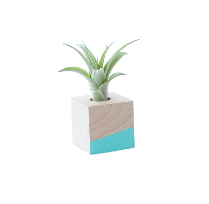 Cube Air Plant Magnet