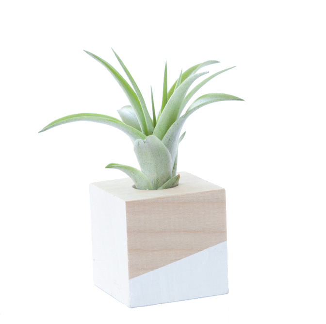 Cube Air Plant Magnet