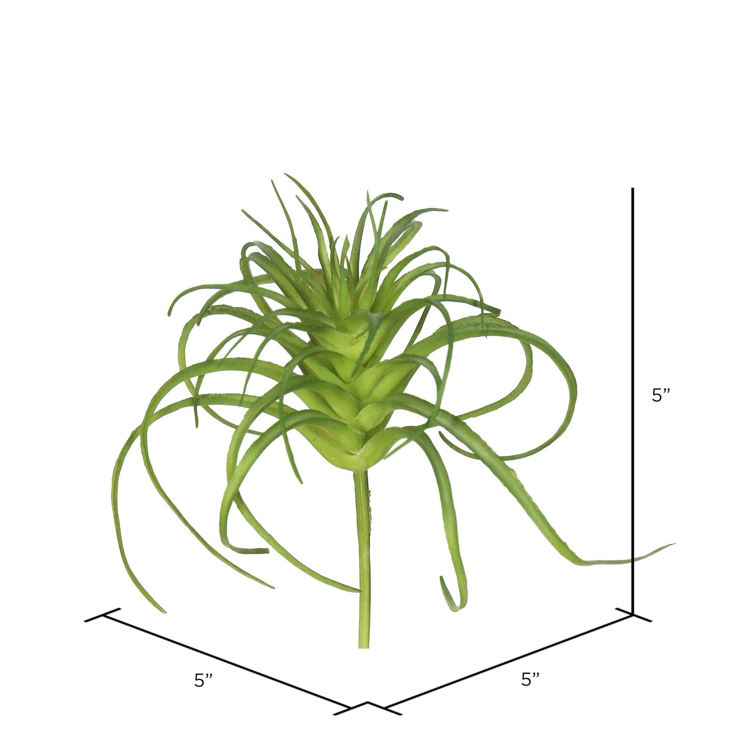 Air Plant