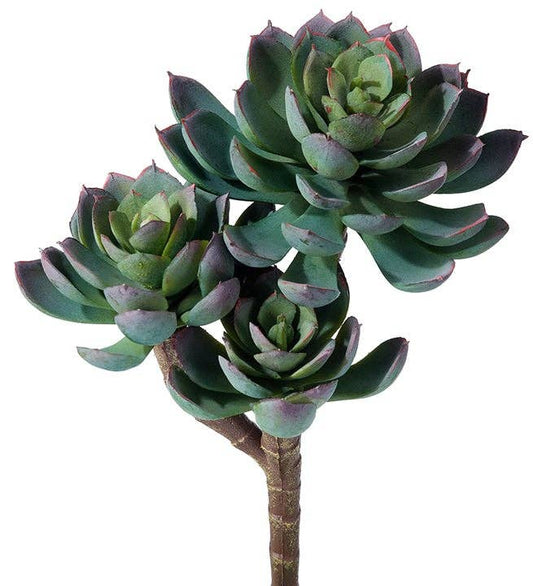 Triple Succulent Plant