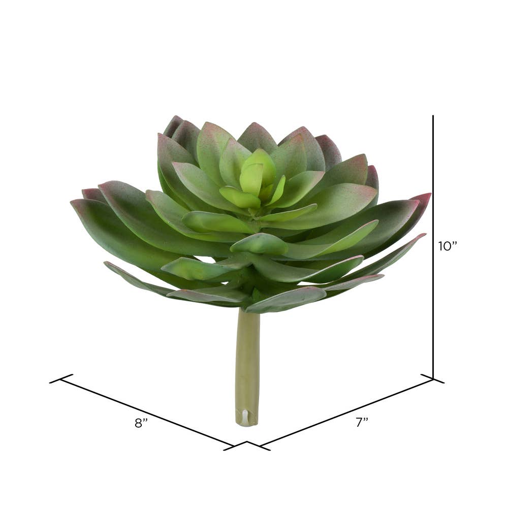 Succulent Stem