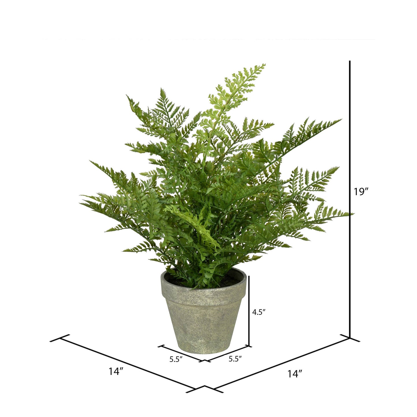 Potted Fern