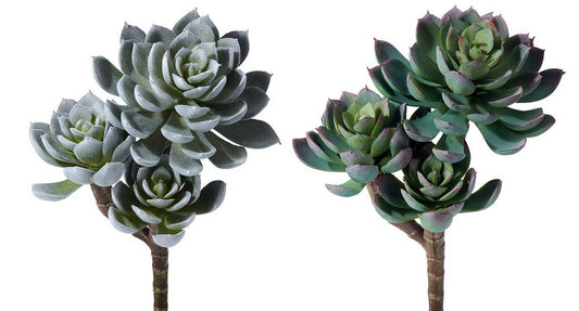 Triple Succulent Plant