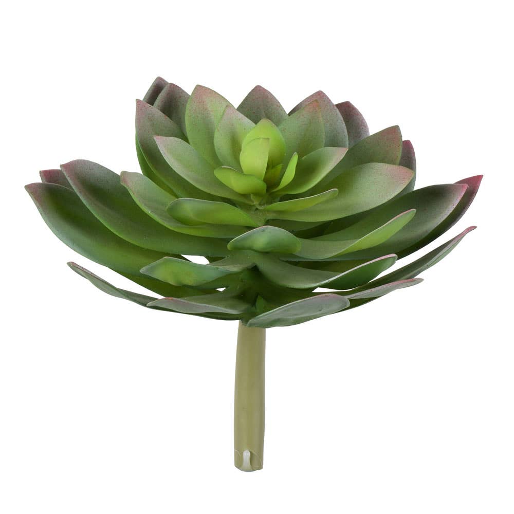 Succulent Stem