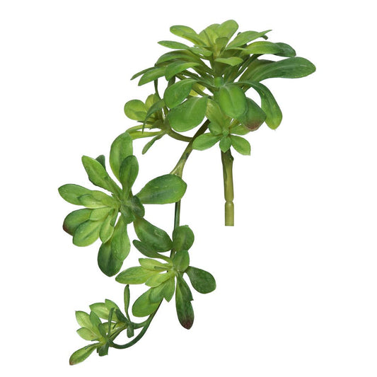 Aeonium Spray