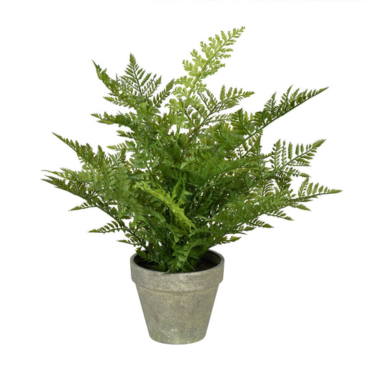 Potted Fern