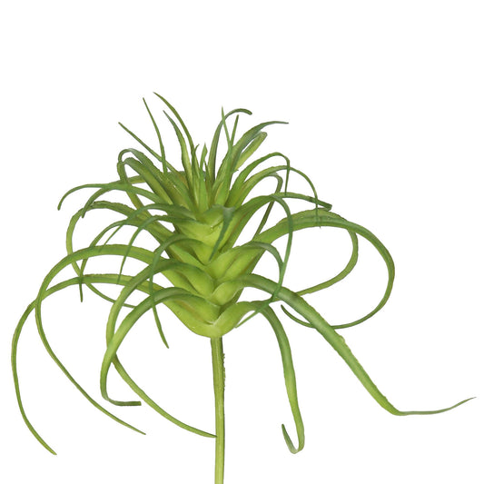 Air Plant