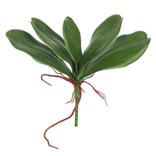 Orchid Leaves