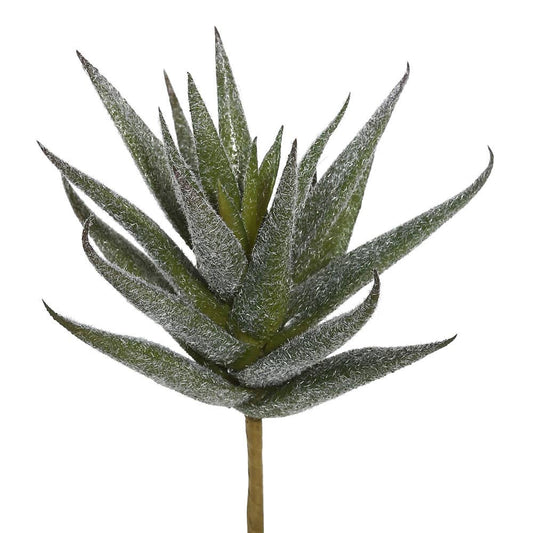 Aloe Vera Pick