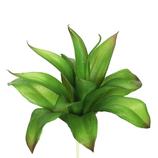 Agave Stem